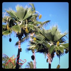 Aloha‼️ Please note my time zone: I’m in Hawaii 🌺